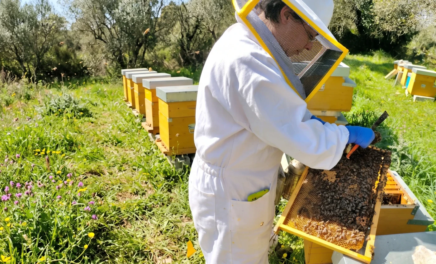 Apicoltore lavora tra le arnie dell'apiario di Sapori Siculi in Sicilia, tenendo tra le mani un telaio d'api pieno di miele.